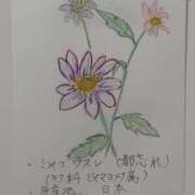 ヒメ日記 2025/07/13 17:37 投稿 ほたるNH 栃木♂風俗の神様宇都宮店