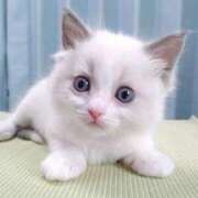 ヒメ日記 2025/06/26 15:36 投稿 有栖【ありす】 丸妻 西船橋店