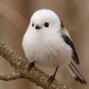 ヒメ日記 2025/10/09 21:33 投稿 有栖【ありす】 丸妻 西船橋店