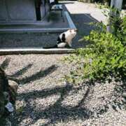 ヒメ日記 2025/08/04 12:28 投稿 ラン OPELA（オペラ）