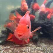 ヒメ日記 2025/10/02 12:20 投稿 なずな アリスカフェ