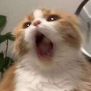 ヒメ日記 2025/07/02 18:21 投稿 なのは 神田はっち