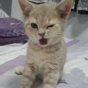 ヒメ日記 2025/09/04 20:20 投稿 なのは 神田はっち