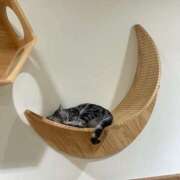 Satuki(さつき） ※無題 AMATERAS(アマテラス)(福山)