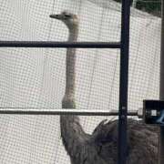 ヒメ日記 2025/06/28 16:08 投稿 ☆りり☆完全業界未経験 ◆プラウディア◆AAA級素人娘在籍店