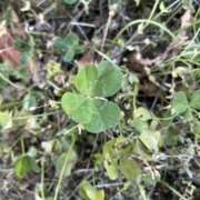 ヒメ日記 2025/07/30 12:09 投稿 ☆りり☆完全業界未経験 ◆プラウディア◆AAA級素人娘在籍店