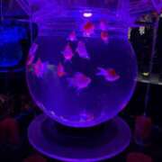 ヒメ日記 2025/08/08 14:40 投稿 みおん 東京デザインリング錦糸町店