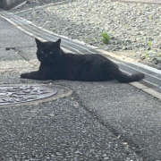 ヒメ日記 2025/06/26 09:27 投稿 えるな 折り紙 ORIGAMI