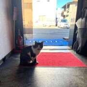 ヒメ日記 2025/10/29 09:18 投稿 えるな 折り紙 ORIGAMI