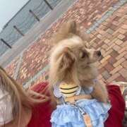 ヒメ日記 2026/04/07 11:48 投稿 えるな 折り紙 ORIGAMI