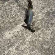 あすか かわいい♡♡ THE ESUTE HOUSE 柴田