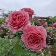 ヒメ日記 2025/06/16 10:43 投稿 いくみ 若妻淫乱倶楽部 久喜店