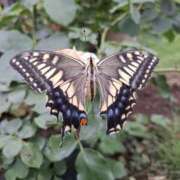 ヒメ日記 2025/07/13 04:11 投稿 いくみ 若妻淫乱倶楽部 久喜店