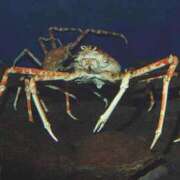 ヒメ日記 2025/08/19 09:39 投稿 いくみ 若妻淫乱倶楽部 久喜店