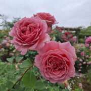 ヒメ日記 2025/06/16 10:34 投稿 いくみ 若妻淫乱倶楽部