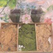 ヒメ日記 2025/06/20 07:58 投稿 なの 妖精（ようせい）