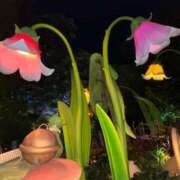 ヒメ日記 2025/07/03 09:21 投稿 なの 妖精（ようせい）