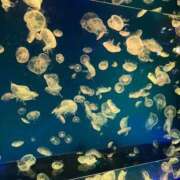 ヒメ日記 2025/08/22 19:10 投稿 うみ 妖精（ようせい）