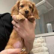 ヒメ日記 2025/11/13 18:28 投稿 うみ 妖精（ようせい）