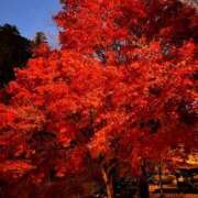 ヒメ日記 2025/11/19 14:18 投稿 うみ 妖精（ようせい）