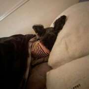 ヒメ日記 2025/12/13 11:50 投稿 うみ 妖精（ようせい）