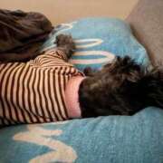 ヒメ日記 2026/02/20 10:58 投稿 うみ 妖精（ようせい）