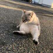 ヒメ日記 2025/08/20 12:00 投稿 すず 妖精（ようせい）