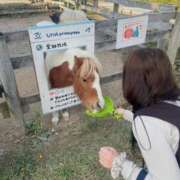 ヒメ日記 2026/01/12 15:57 投稿 すず 妖精（ようせい）