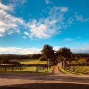 ヒメ日記 2026/01/23 12:59 投稿 すず 妖精（ようせい）