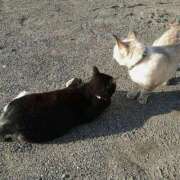 ヒメ日記 2026/01/26 17:45 投稿 すず 妖精（ようせい）