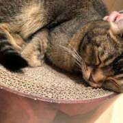 ヒメ日記 2026/01/27 12:35 投稿 すず 妖精（ようせい）