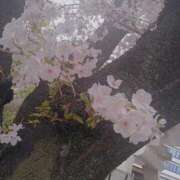 ヒメ日記 2026/02/04 13:11 投稿 すず 妖精（ようせい）