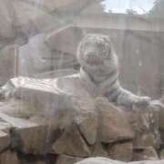 ヒメ日記 2026/02/06 02:45 投稿 すず 妖精（ようせい）