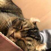 ヒメ日記 2026/02/08 11:21 投稿 すず 妖精（ようせい）