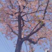 すず 一足先に💕 妖精（ようせい）