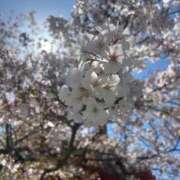 ヒメ日記 2026/04/08 20:15 投稿 みみ 妖精（ようせい）