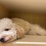 ヒメ日記 2025/10/23 13:58 投稿 ふわり 妖精（ようせい）