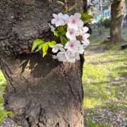 ヒメ日記 2026/03/28 16:45 投稿 ふわり 妖精（ようせい）