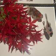 ヒメ日記 2025/10/23 12:14 投稿 ひびき 大塚 虹いろ回春