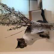 ヒメ日記 2026/03/31 06:06 投稿 ひびき 大塚 虹いろ回春