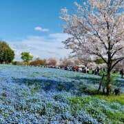 ヒメ日記 2026/04/18 05:44 投稿 ひびき 大塚 虹いろ回春