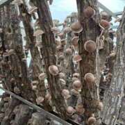 ヒメ日記 2025/08/07 19:47 投稿 小野しいな 西川口風俗ド淫乱ンド