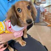 ヒメ日記 2025/10/20 13:57 投稿 小野しいな 西川口風俗ド淫乱ンド