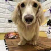 ヒメ日記 2025/10/29 19:47 投稿 小野しいな 西川口風俗ド淫乱ンド