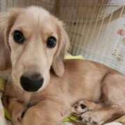 ヒメ日記 2025/11/12 18:55 投稿 まゆみ★SS級女子アナ系美少女 Chloe五反田本店　S級素人清楚系デリヘル