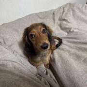 ヒメ日記 2025/11/27 02:55 投稿 まゆみ★SS級女子アナ系美少女 Chloe五反田本店　S級素人清楚系デリヘル