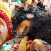 ヒメ日記 2025/12/30 18:40 投稿 まゆみ★SS級女子アナ系美少女 Chloe五反田本店　S級素人清楚系デリヘル