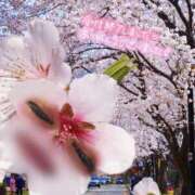 ヒメ日記 2026/03/30 18:06 投稿 りお 妖精（ようせい）