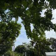 ヒメ日記 2025/09/24 17:15 投稿 らん 妖精（ようせい）