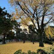 らん 紅葉は終わったが 妖精（ようせい）